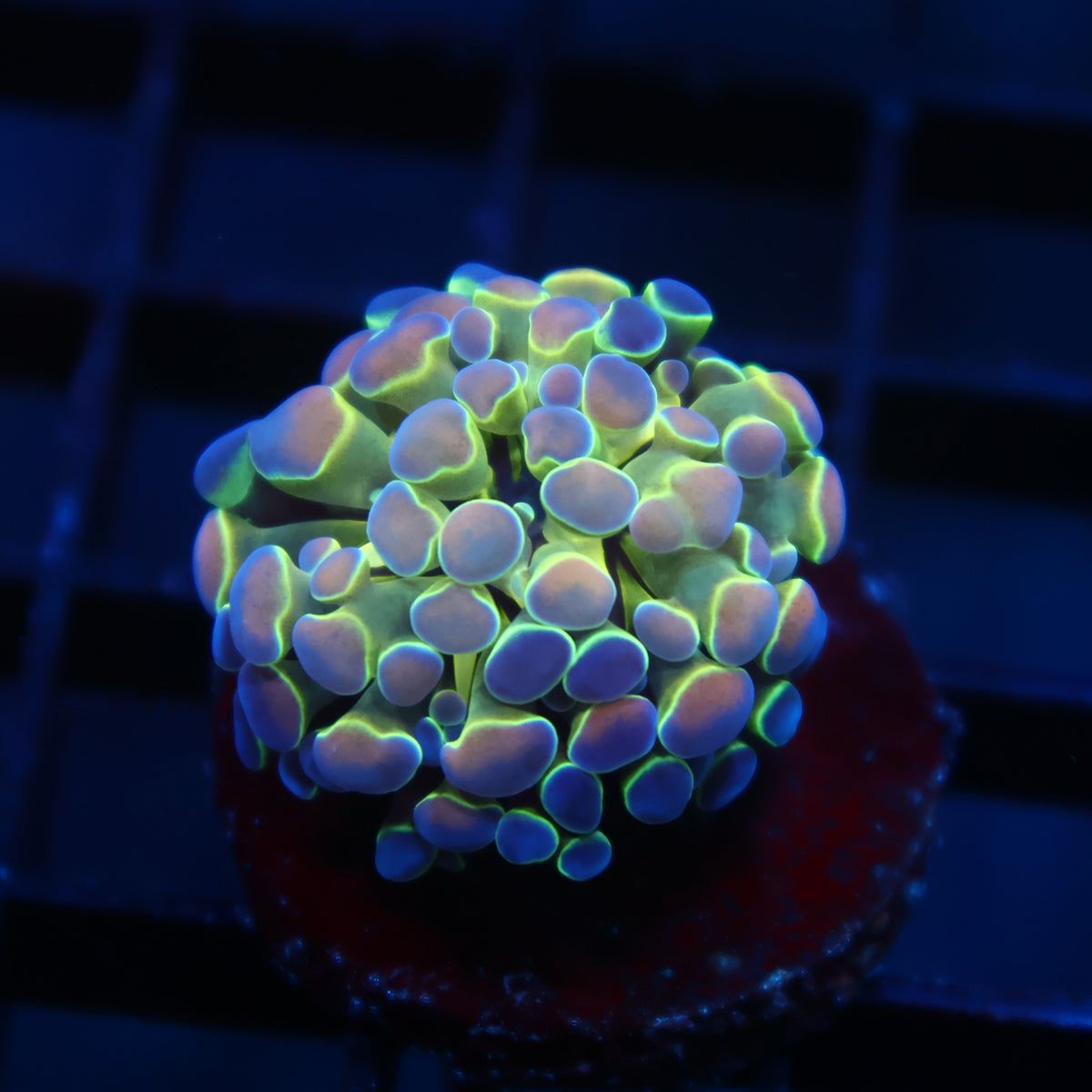 TCK Branching Holographic Hammer
