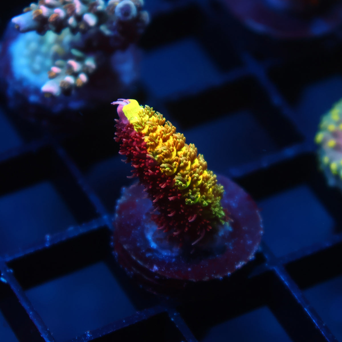 RRC Rainbow Splice 50/50
