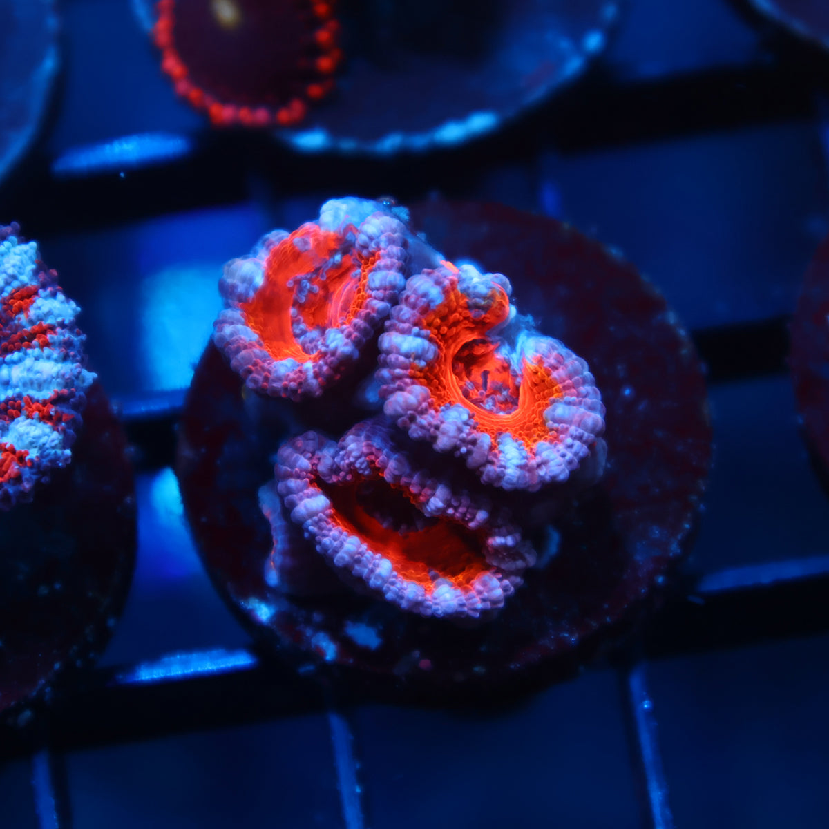 Red Acan Lord