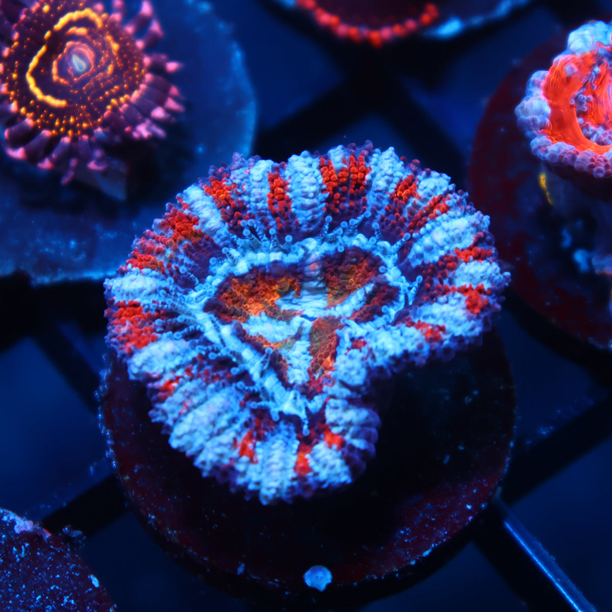 TCK Striped Rainbow Acan Lord