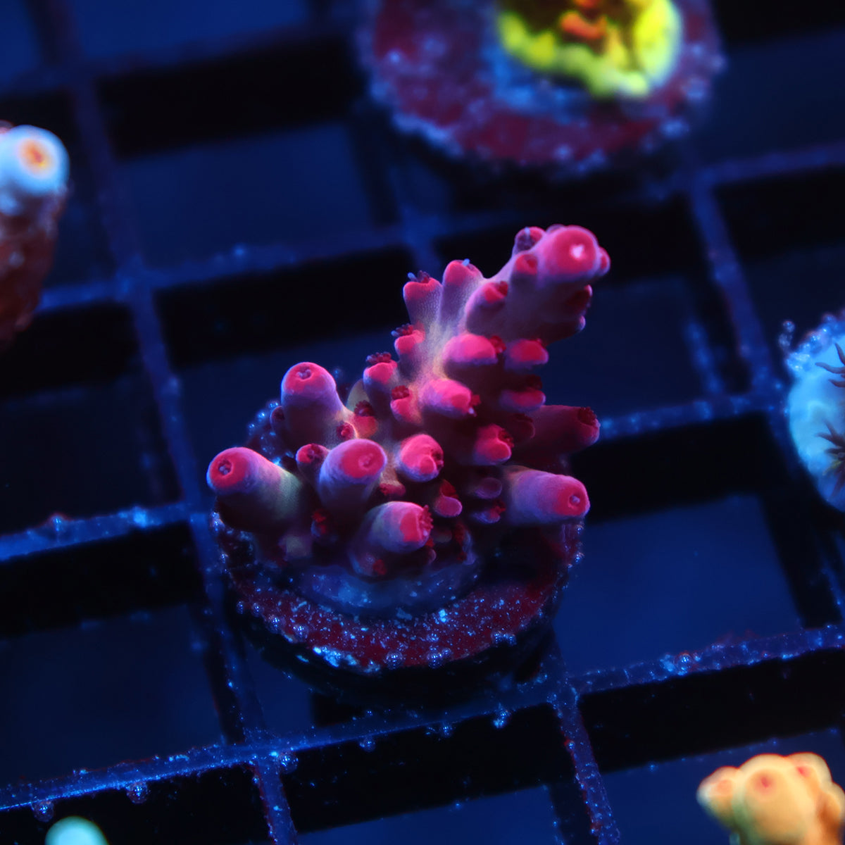 TCK Poisonberry Granulosa