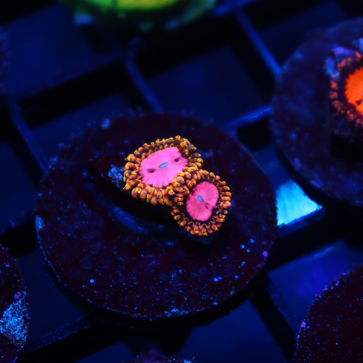 RR Pink Diamonds