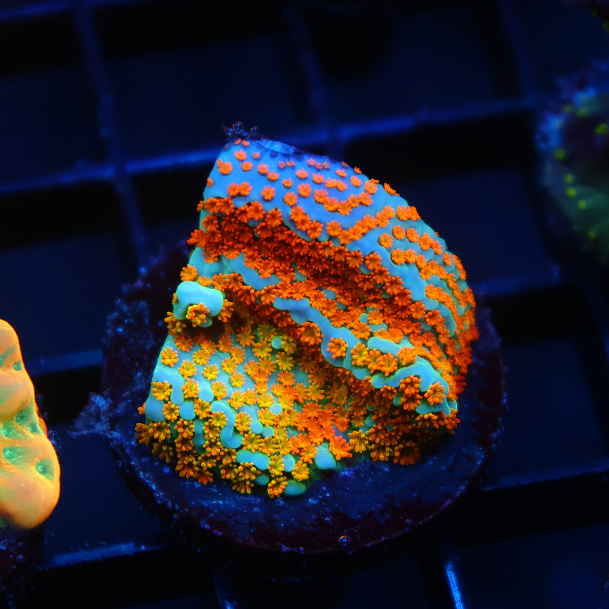 TCK Rainbow Roads Monti