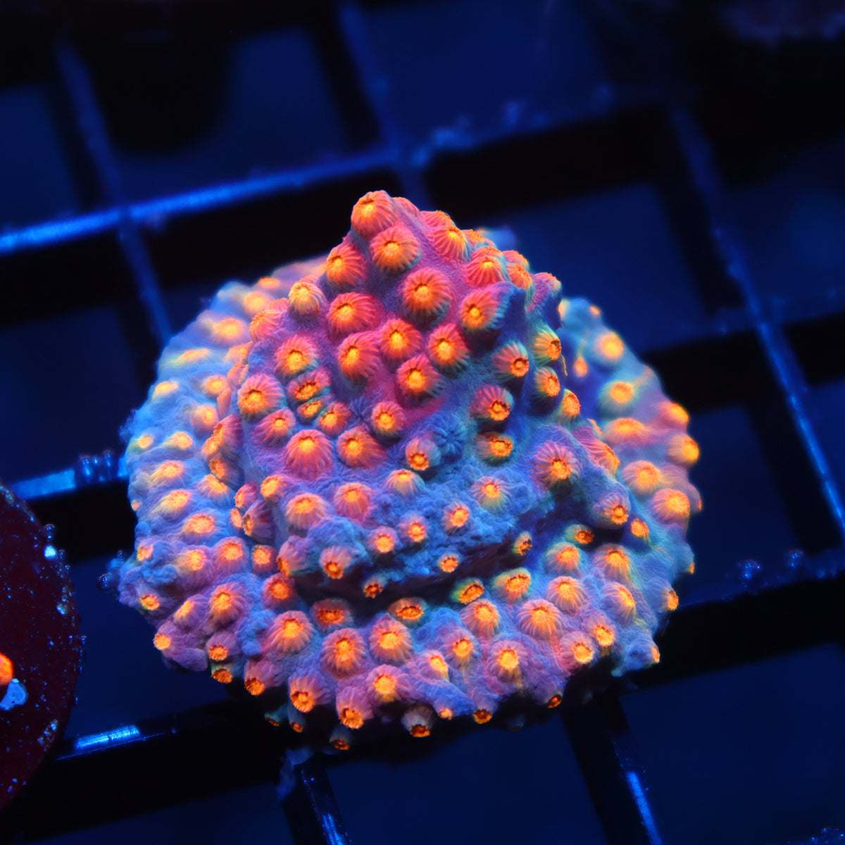 TCK Rainbow Comet Cyphastrea