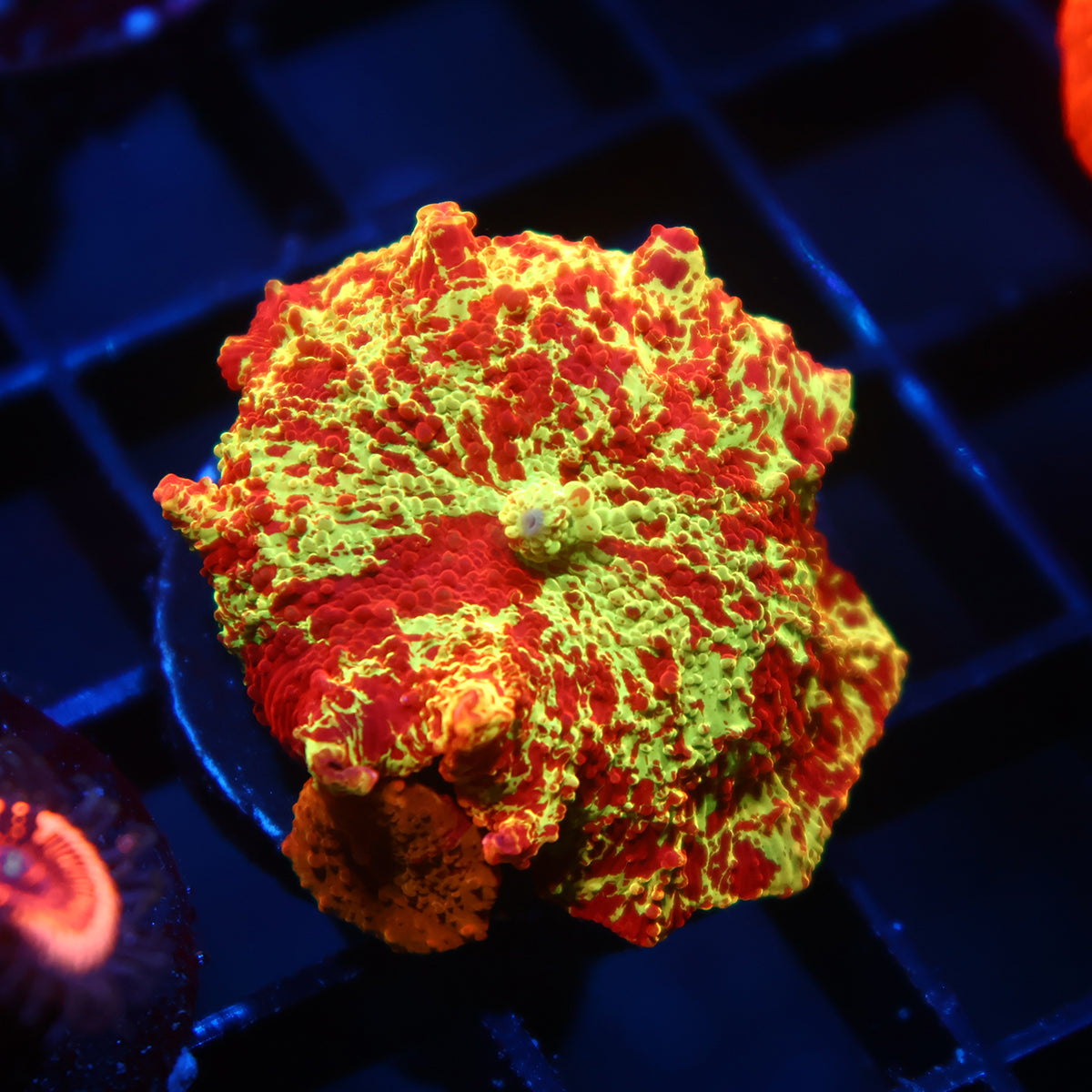 Insane Mythical Corals Eclectus Bounce Mushroom with Baby