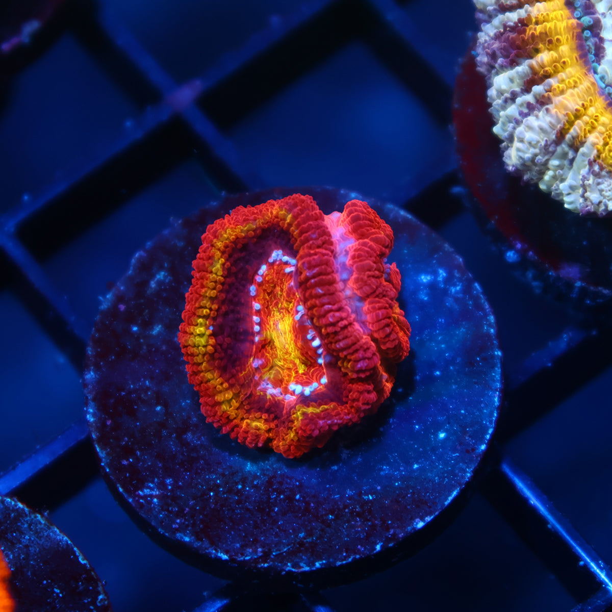 TCK OG Black Hole Sun Acan Lord