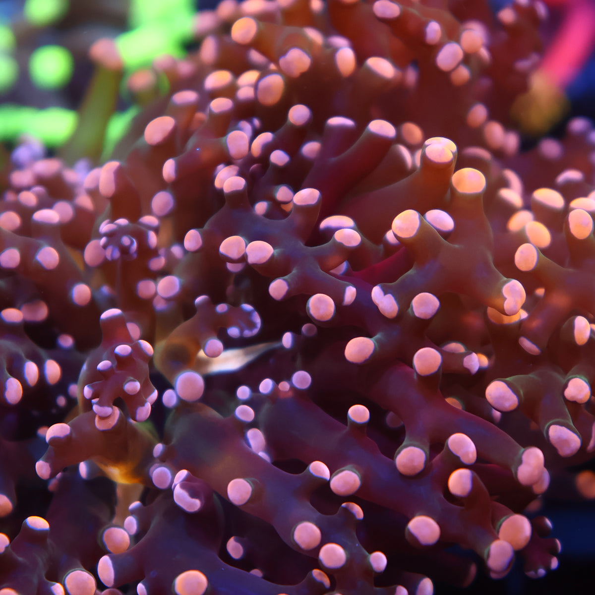 TCK Branching Peach Frogspawn
