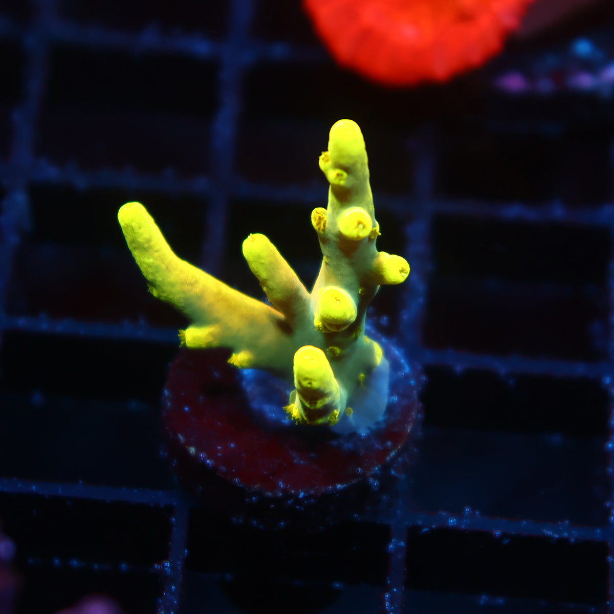 WWC Groguz Acro
