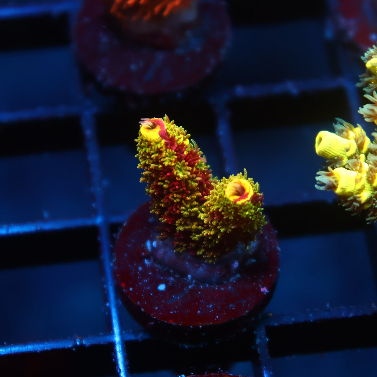 RRC Rainbow Splice