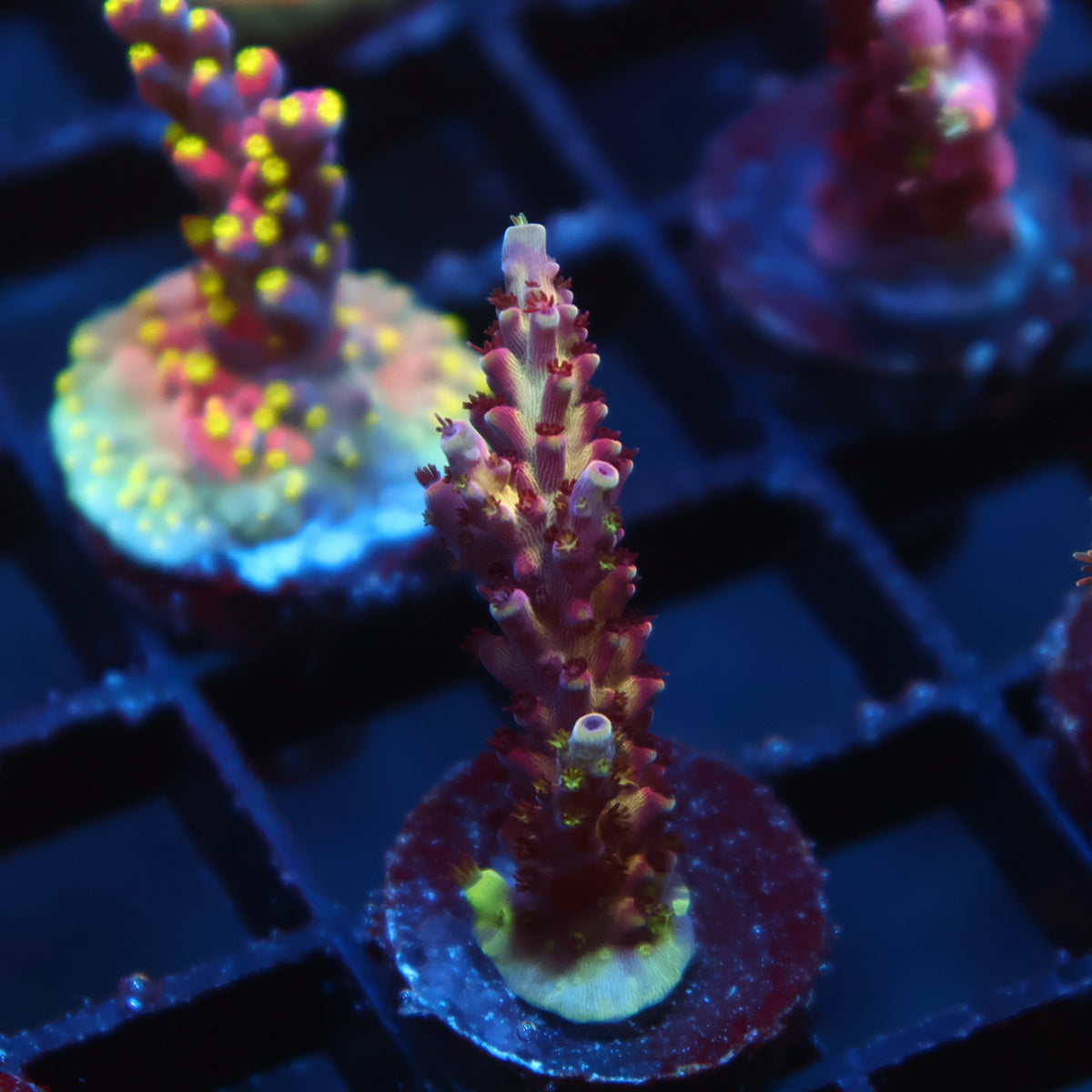 TSA Raspberry Splice