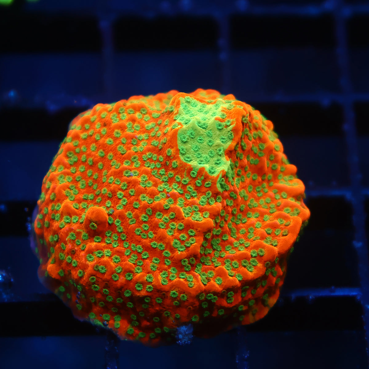 TCK Grafted Slowburn Monti