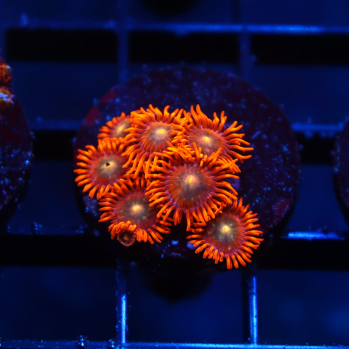 TCK Crazy Orange Zoas