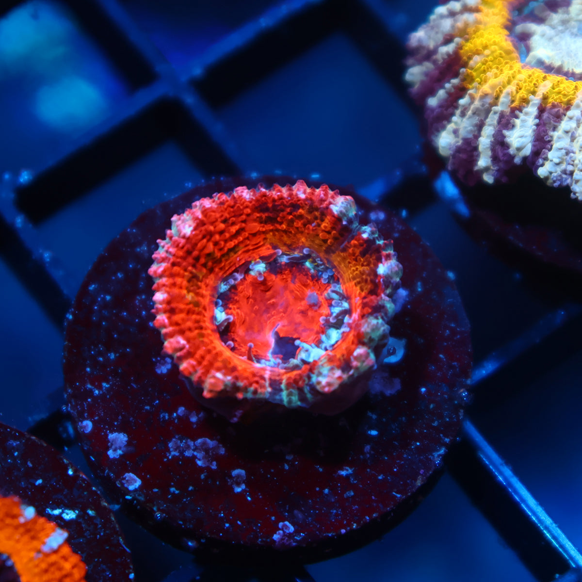 TCK Crazy Grafted Acan Lord