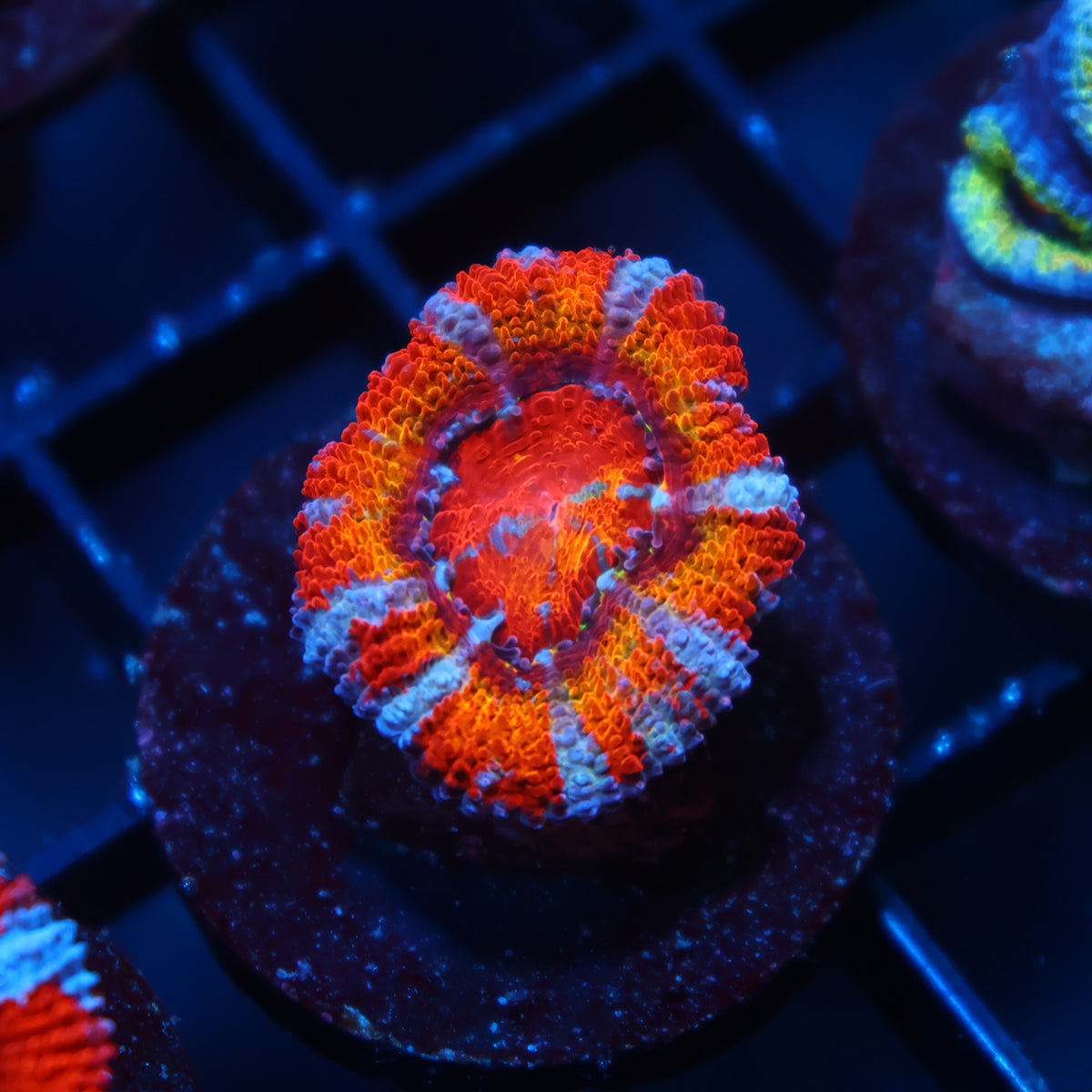 TCK Rainbow Acan Lord