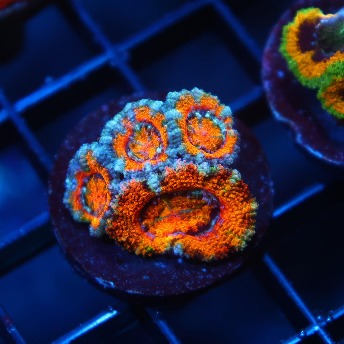 TCK Awesome Orange Acan Lord