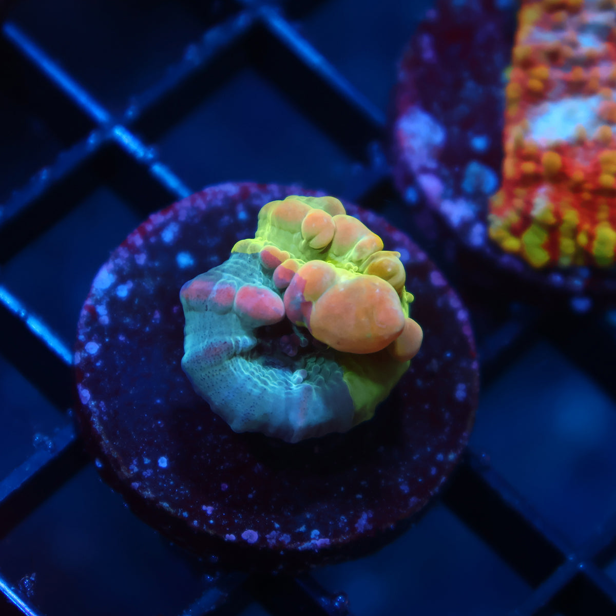 WWC Cosmic Candy Bounce Chalice