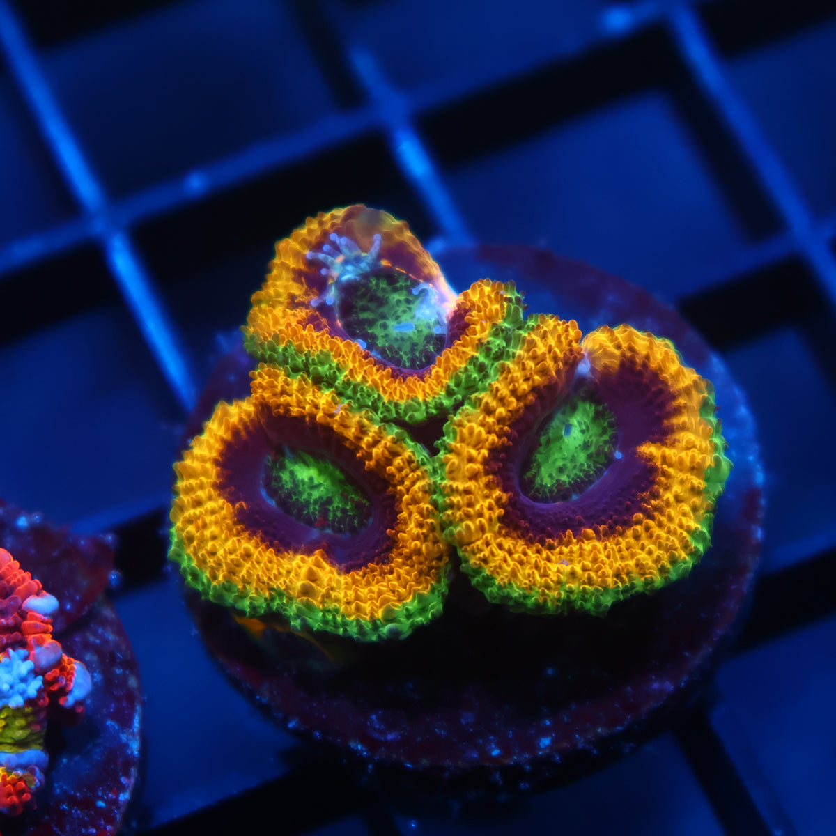 TCK OG Mardi Gras Acan Lord
