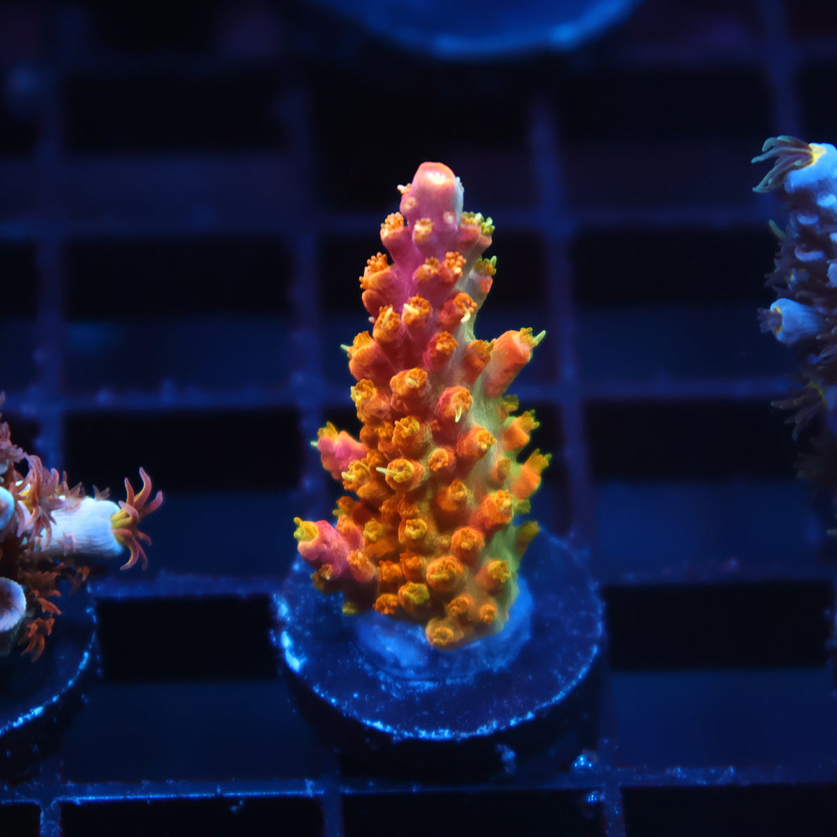 RR Rainbow Loom