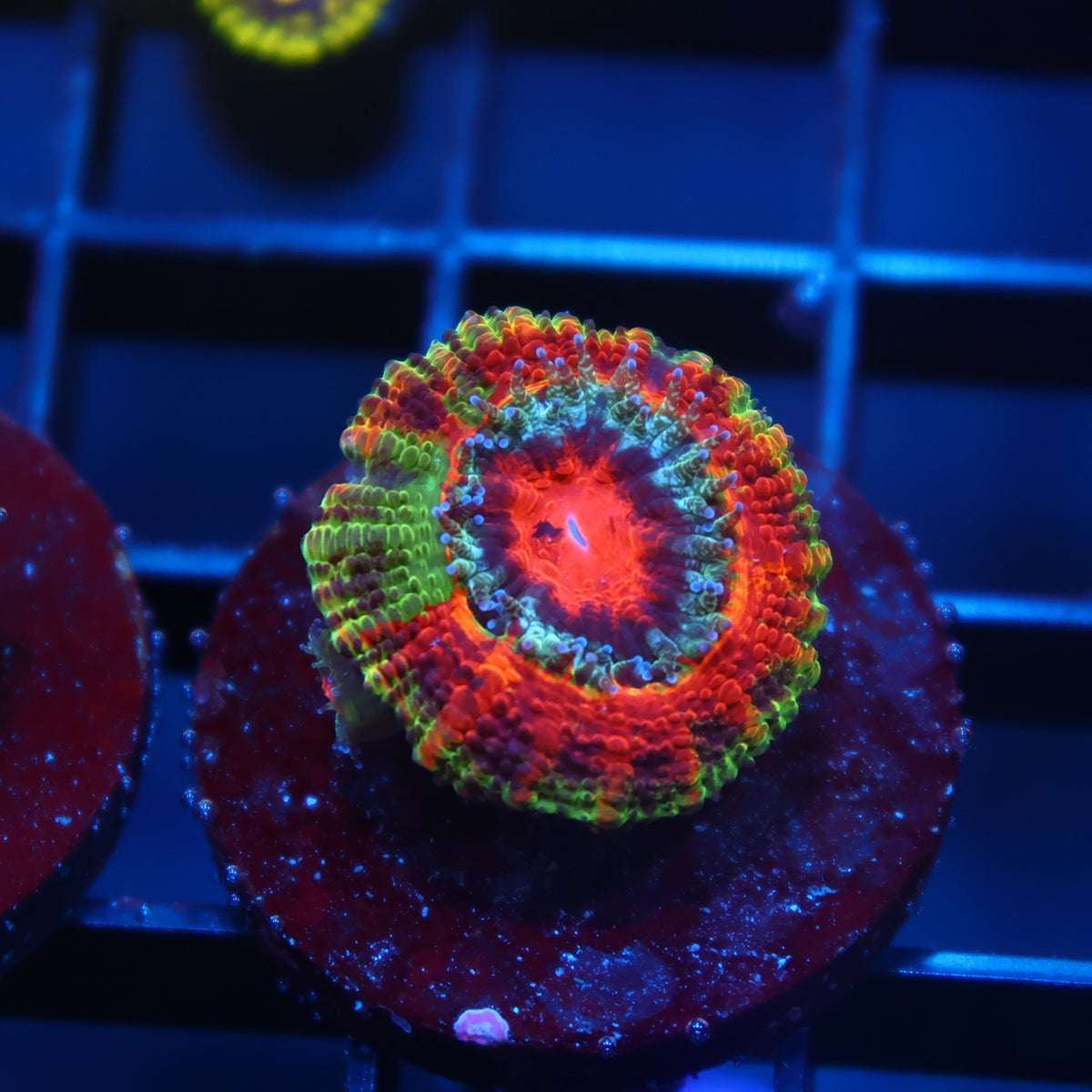 BSA OG Jawbreaker Acan Lord