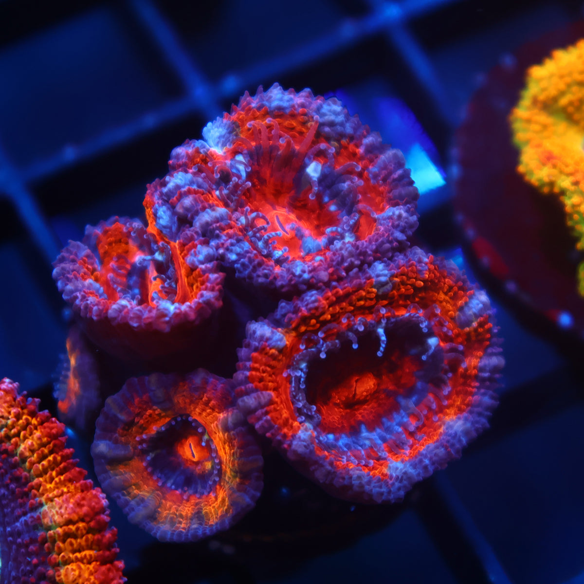 TCK Red Puffy Acan Lord