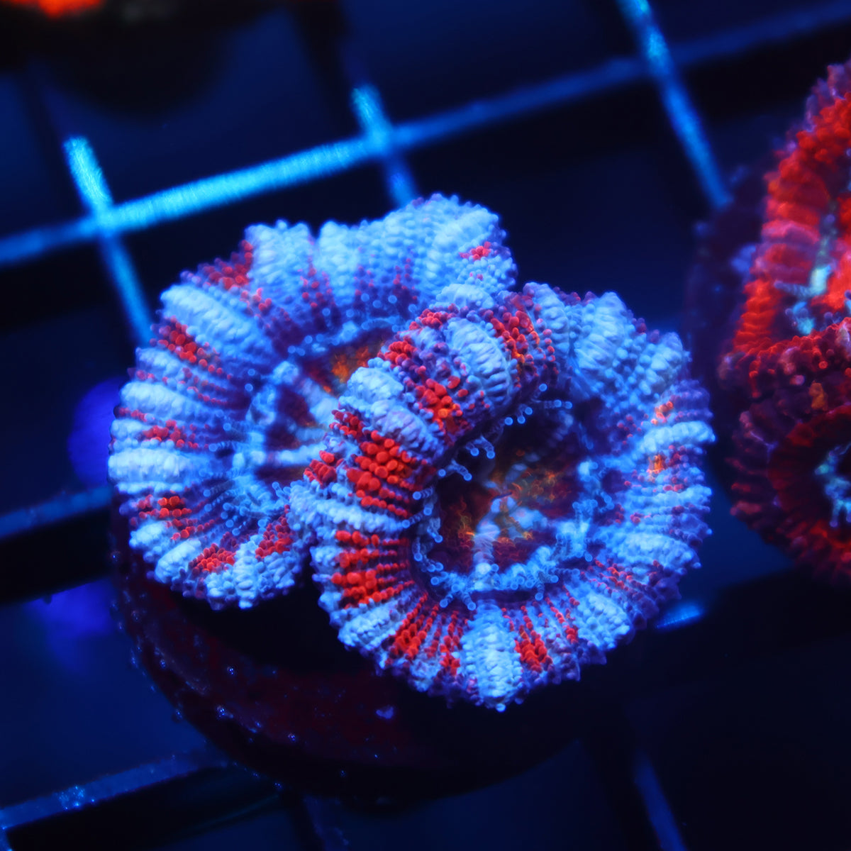TCK Fruit Striped Rainbow Acan Lord