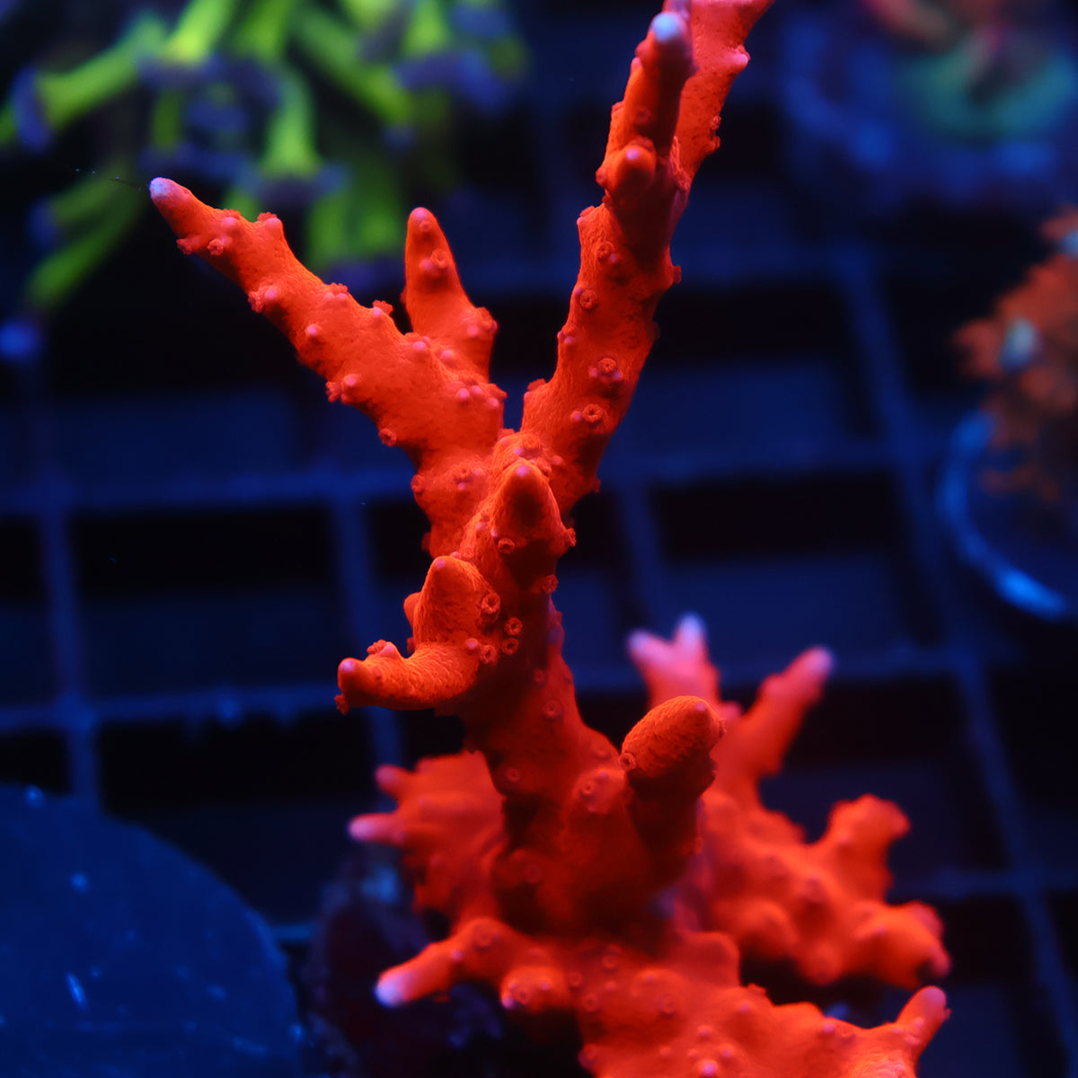Lg JF TNT Anacropora