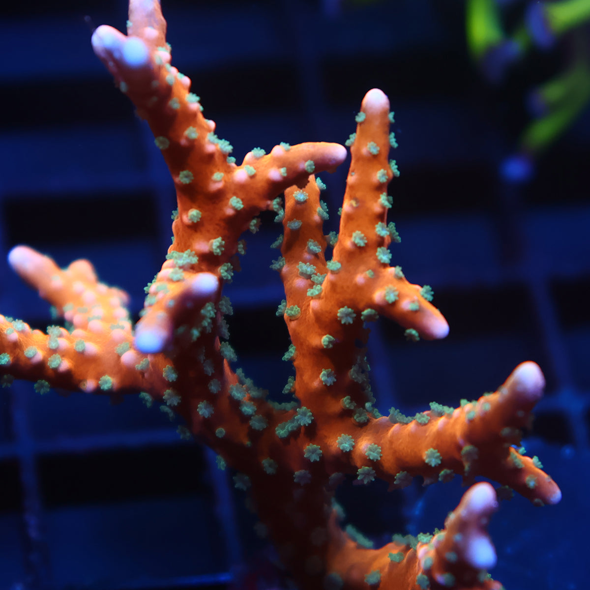 Lg RR Tropicana Anacropora