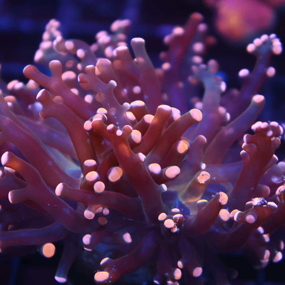 TCK Branching Peach Frogspawn