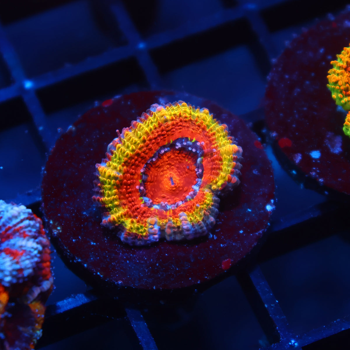 TCK Rainbow Rim Acan Lord