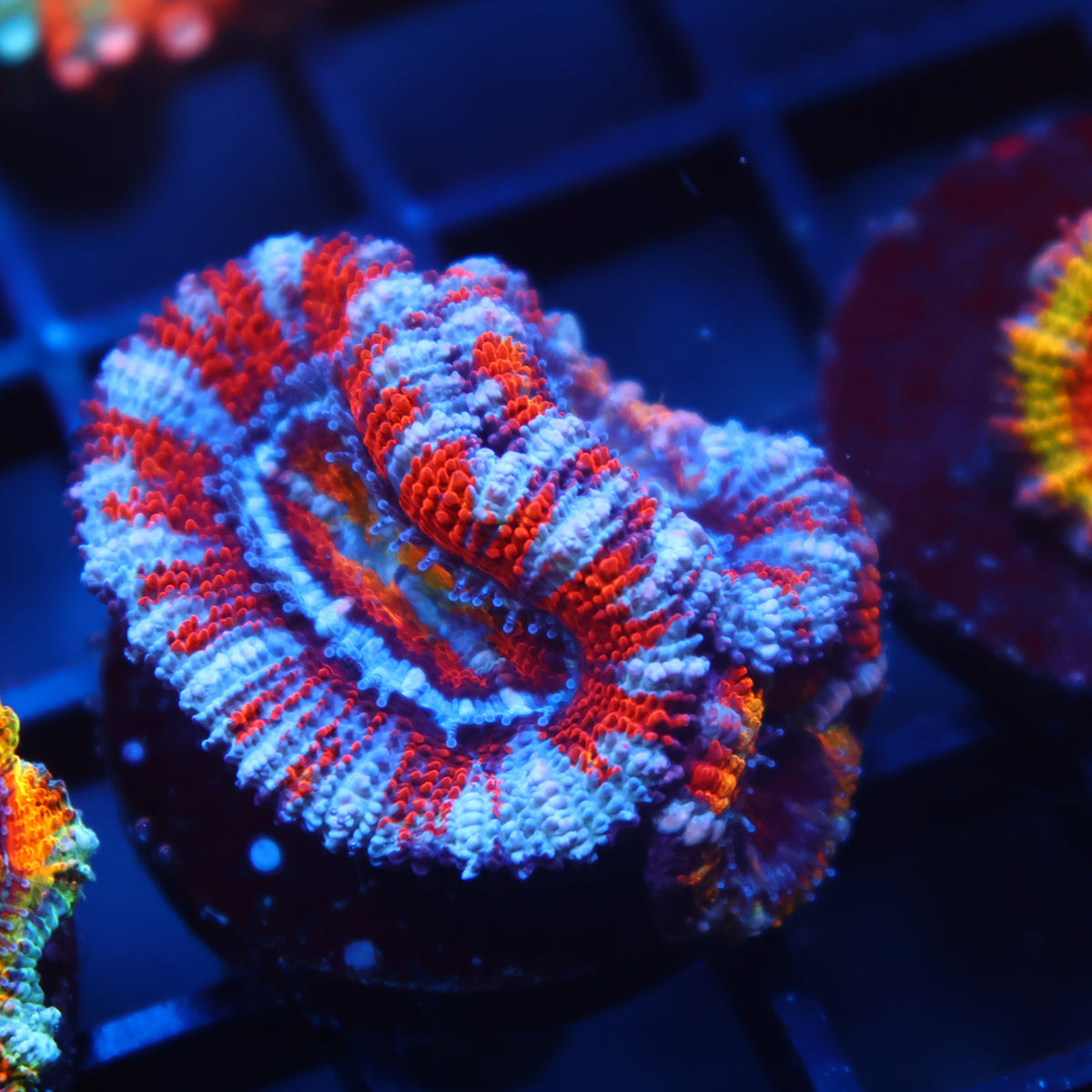 TCK Fruity Striped Acan Lord