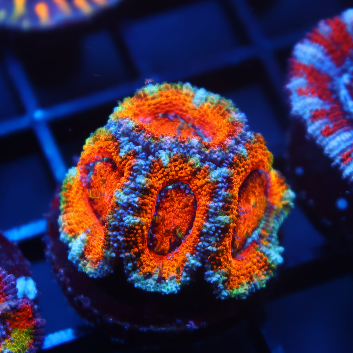 TCK Awesome Orange Acan Lord