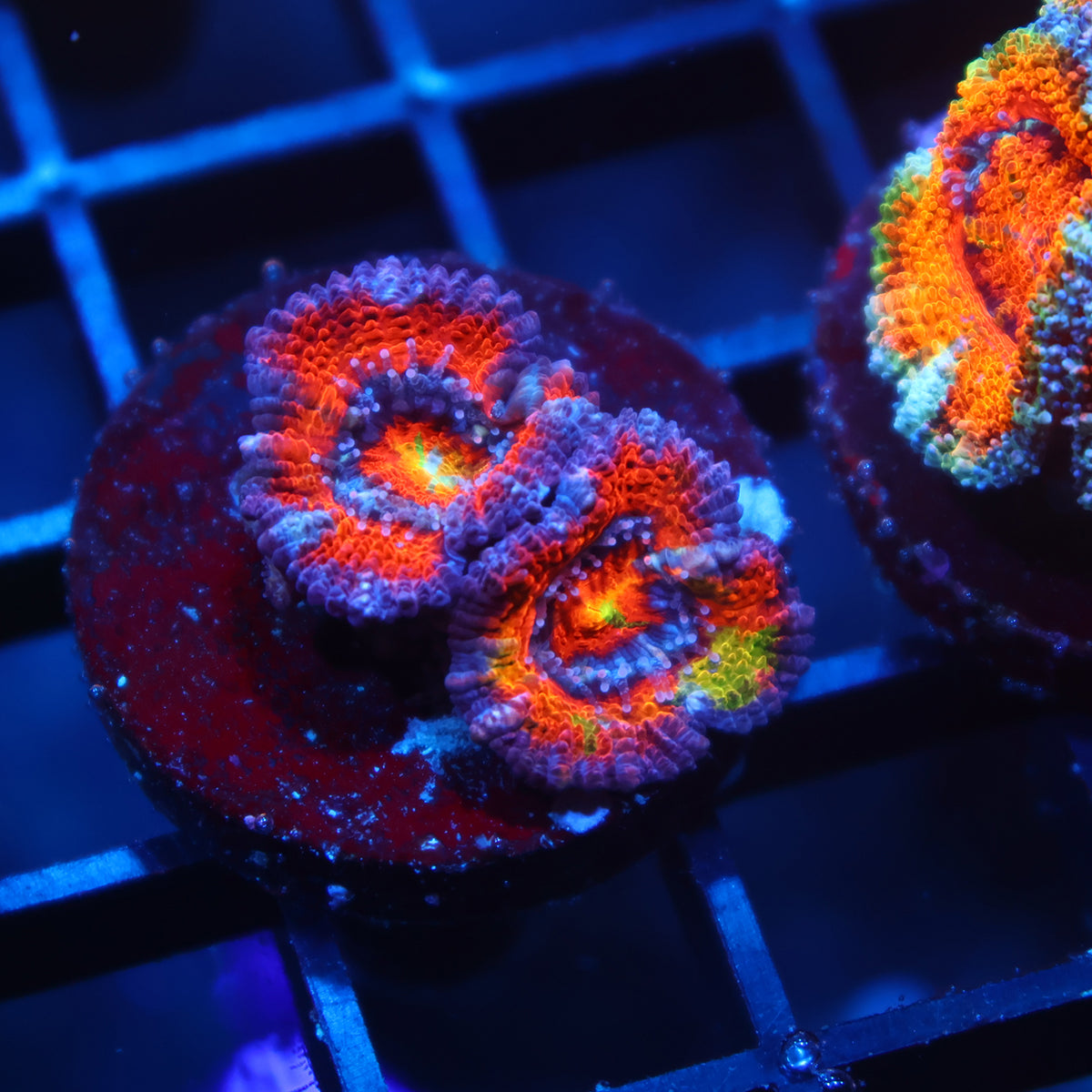 TCK Crazy Grafted Red Acan Lord