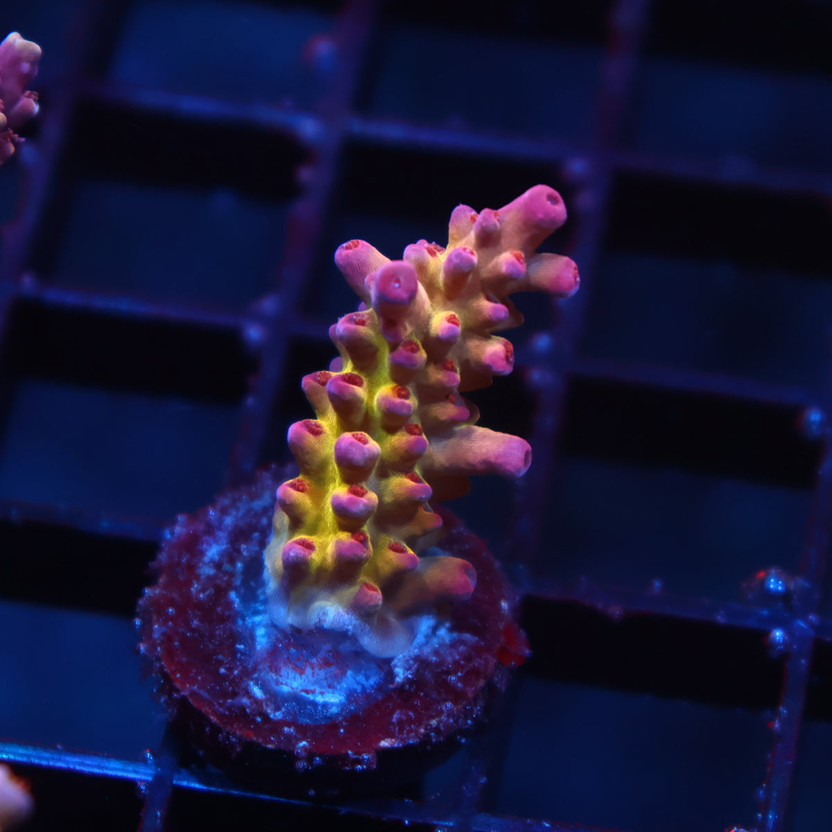 TCK Fireberry Rosaria