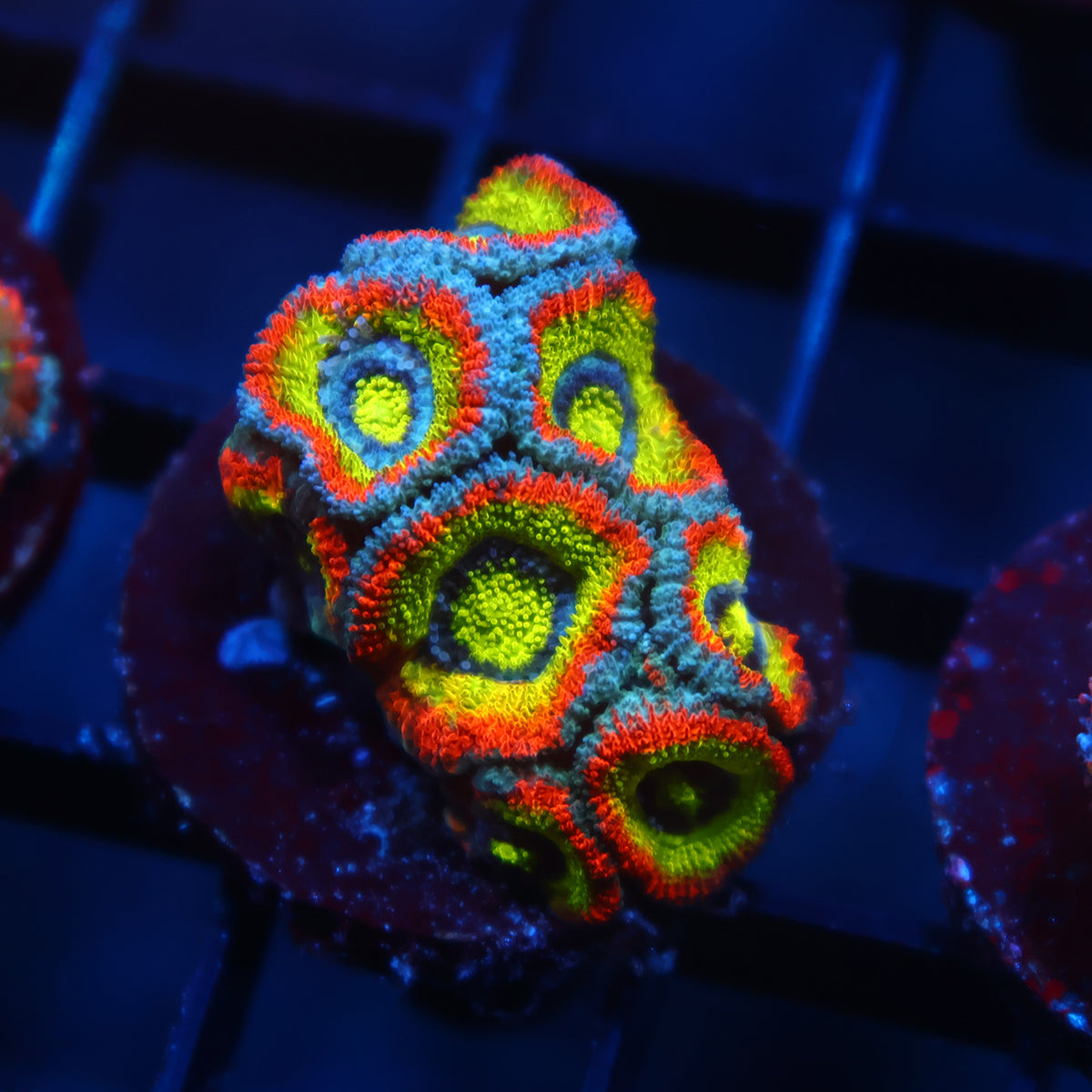 TCK HG Micromussa