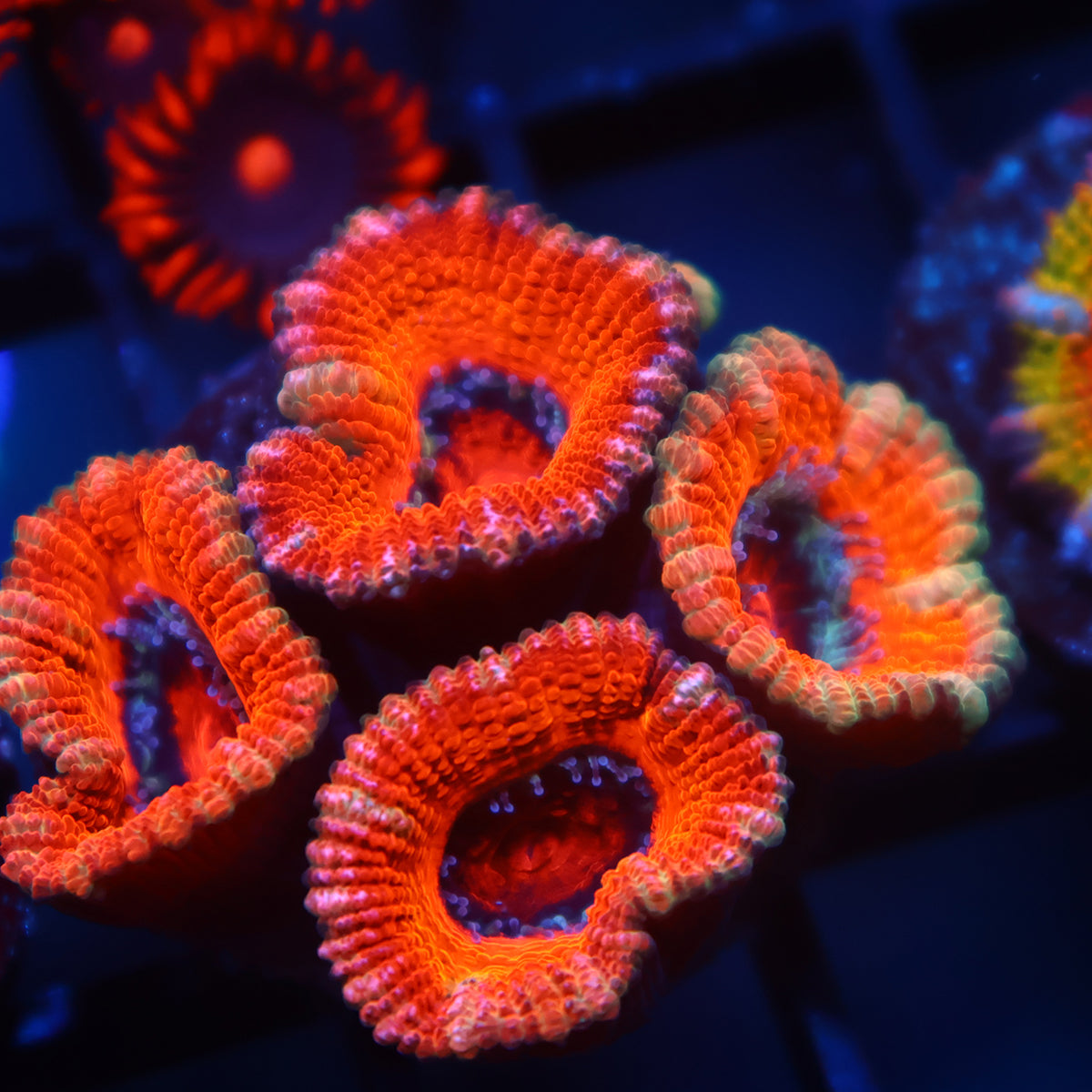 TCK Orange Acan Lord