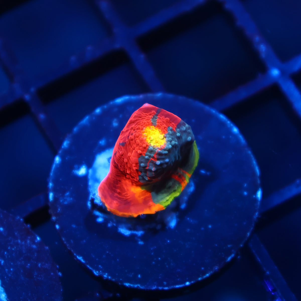 TCK Crazy Rainbow Chalice