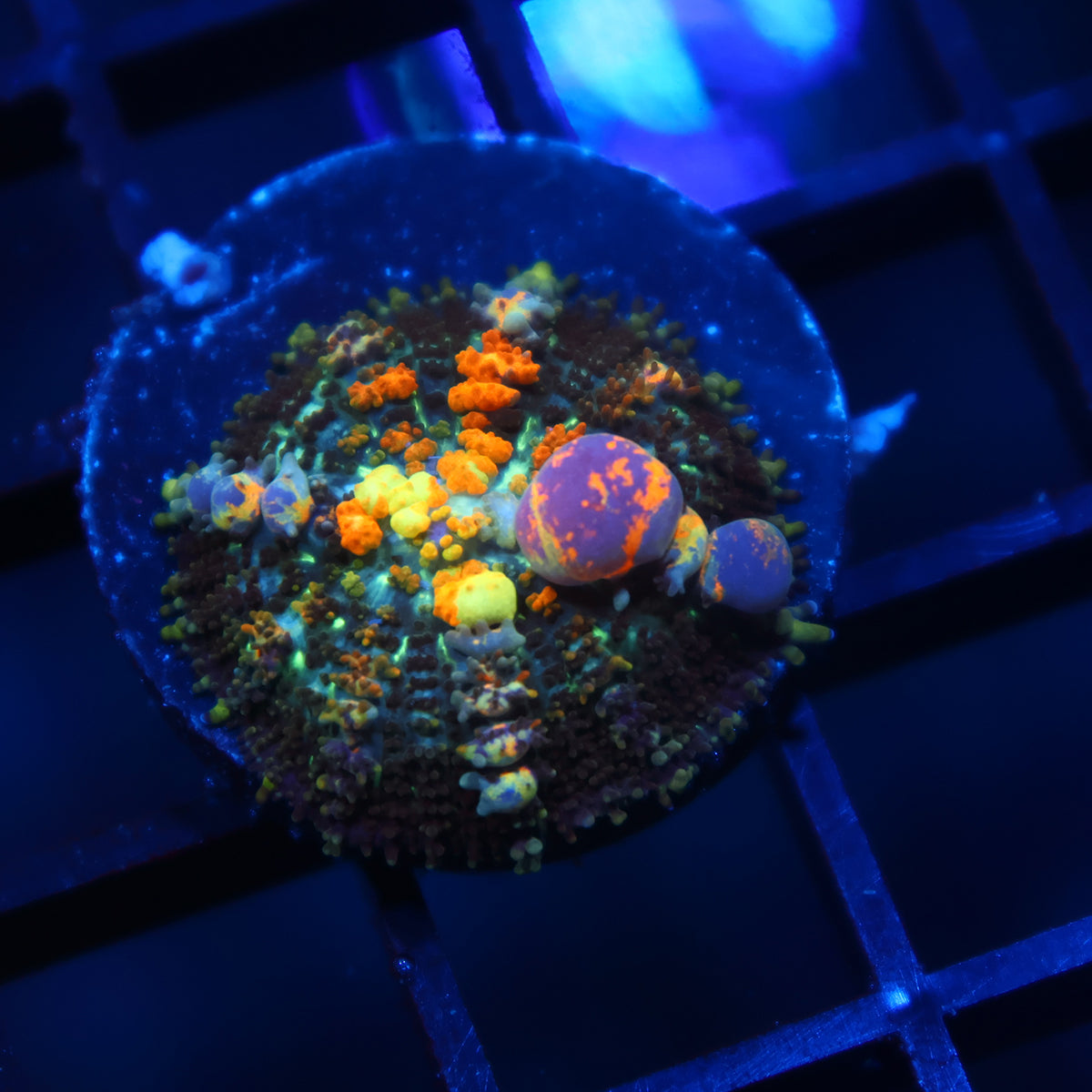 TCK Powerball Bounce Mushroom