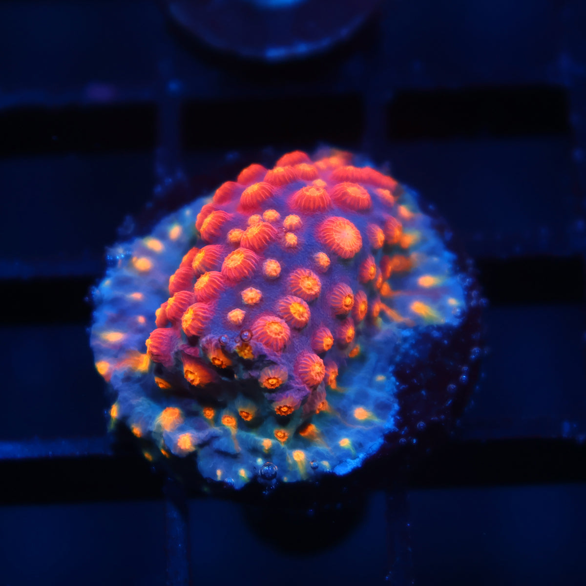 ARC Monet's Madness Cyphastrea