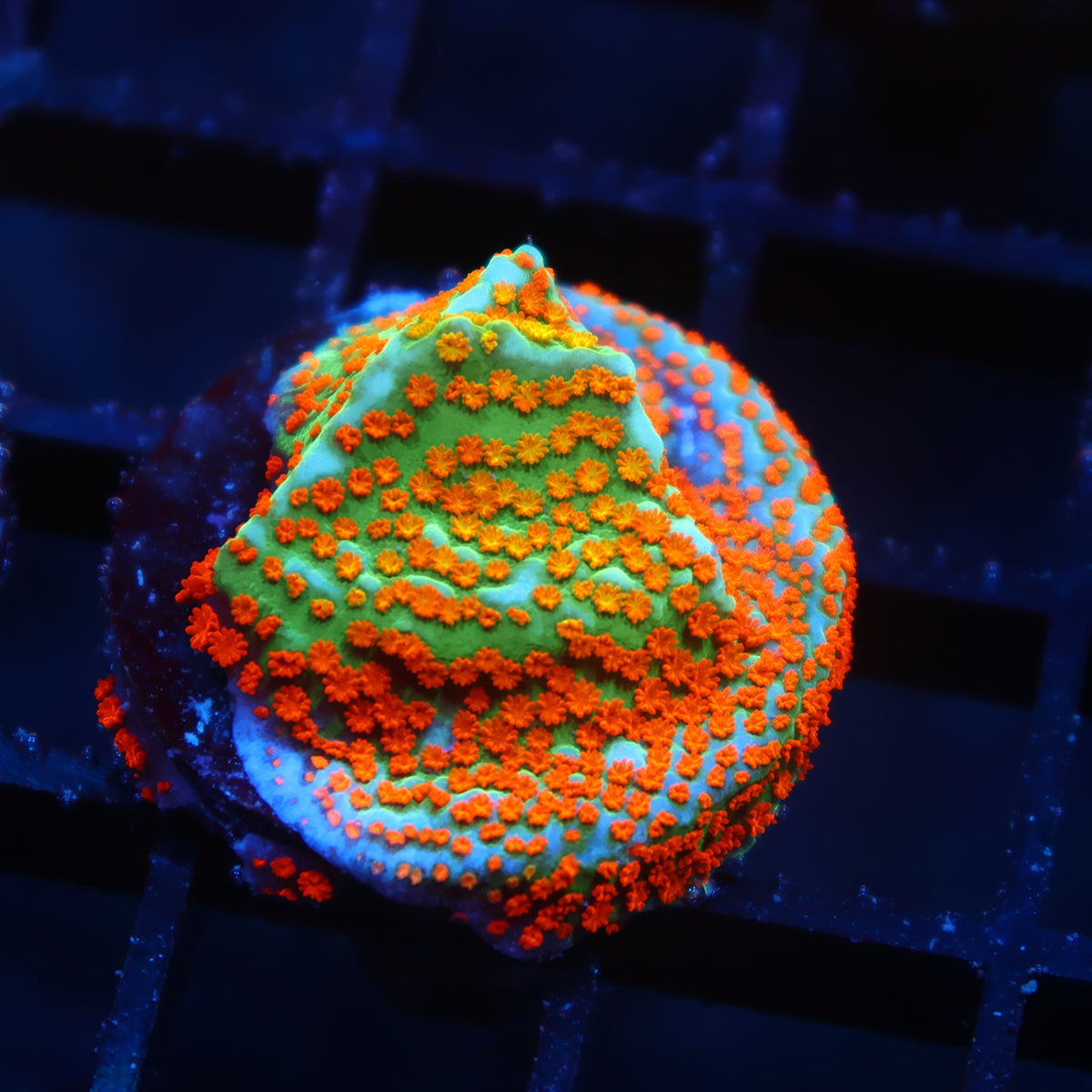 TCK Rainbow Roads Monti
