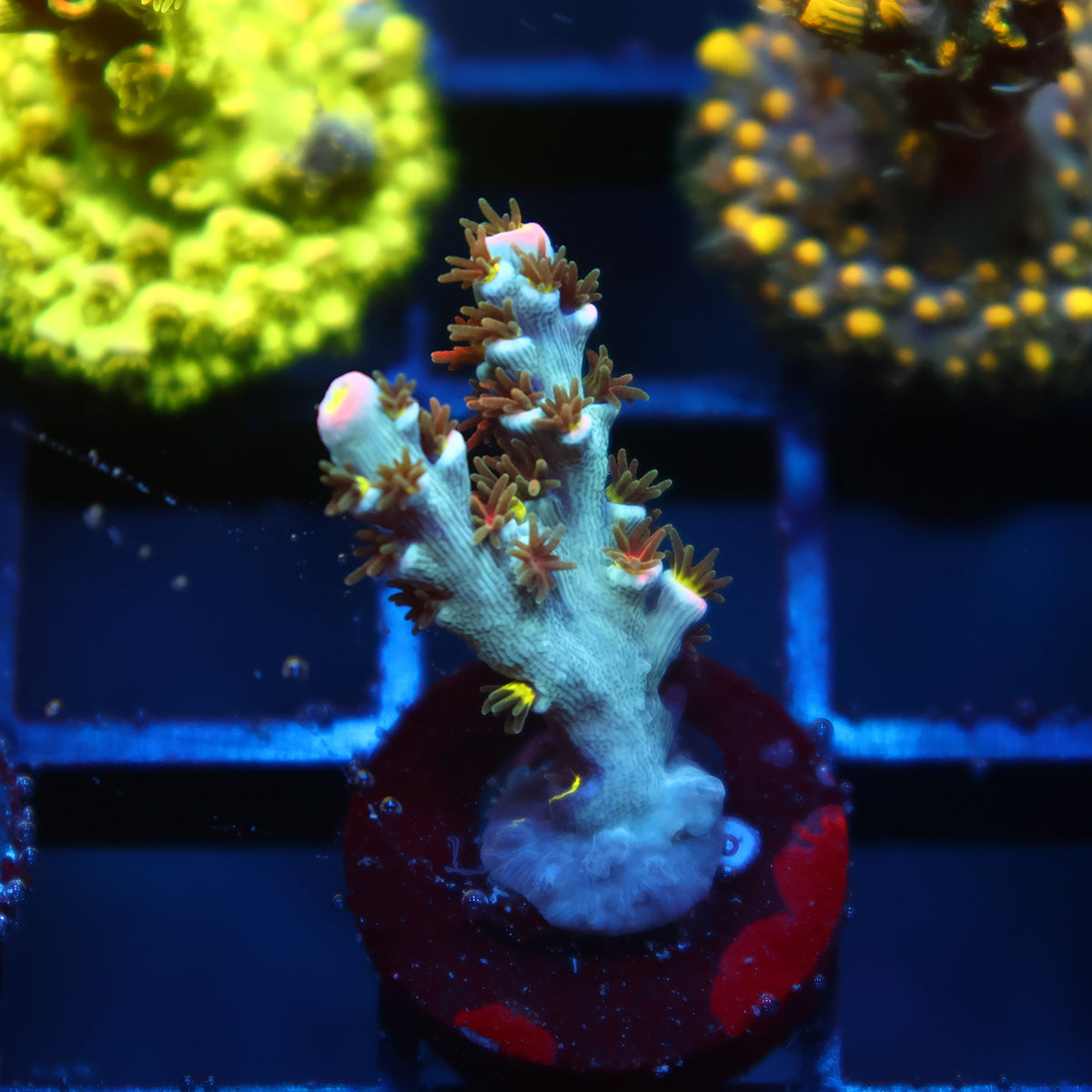 TCK Rainbow Skittles Speciosa
