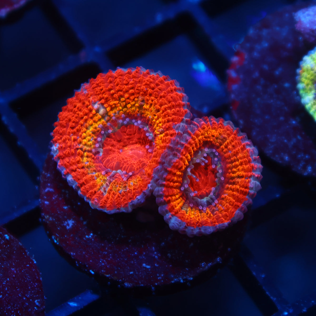 TCK Rainbow Acan Lord