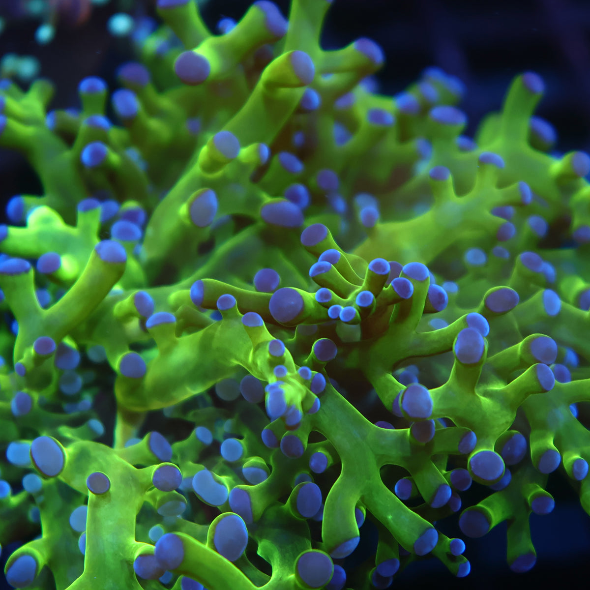 TCK Branching Green Frogspawn