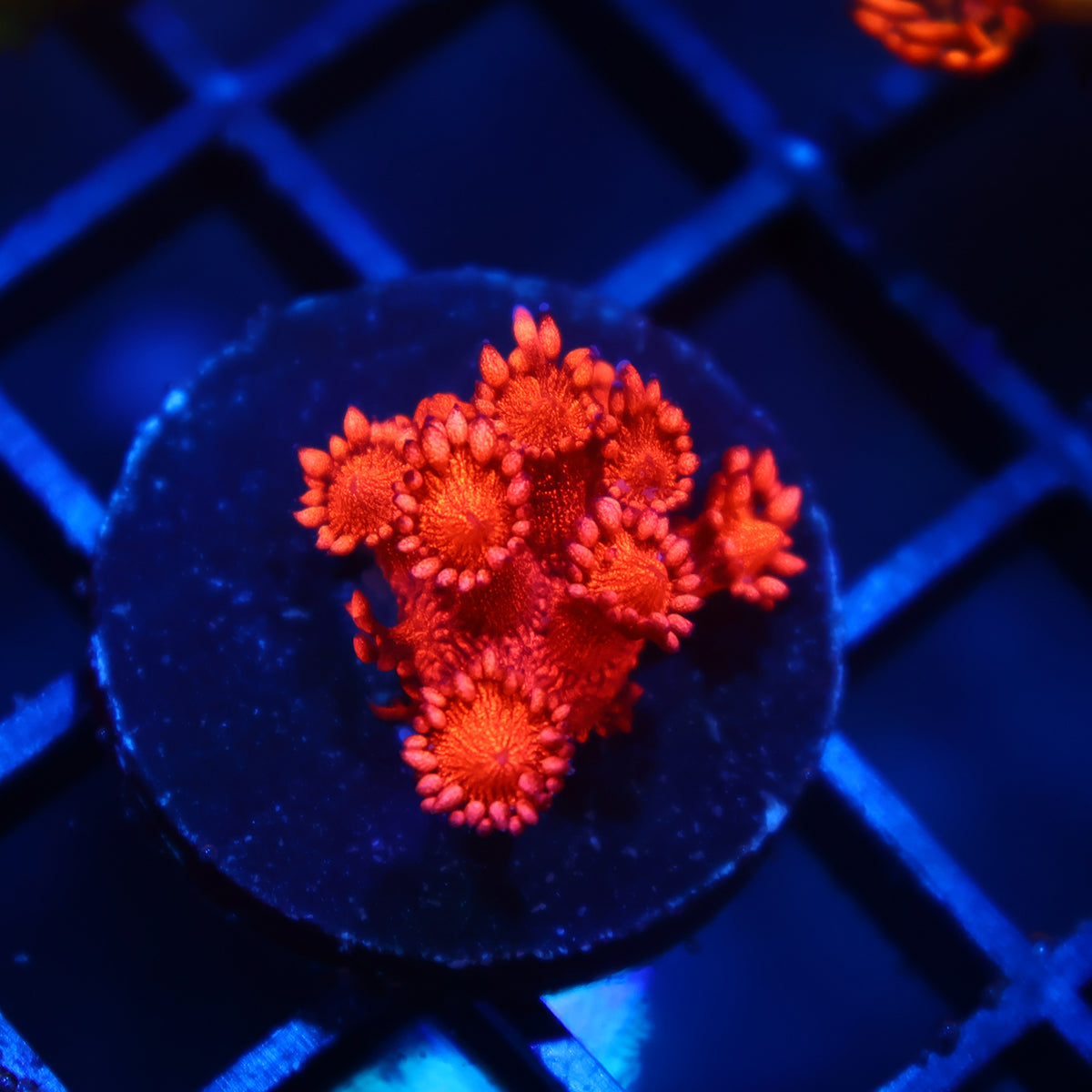 TCK Crazy Red Glitter Goni