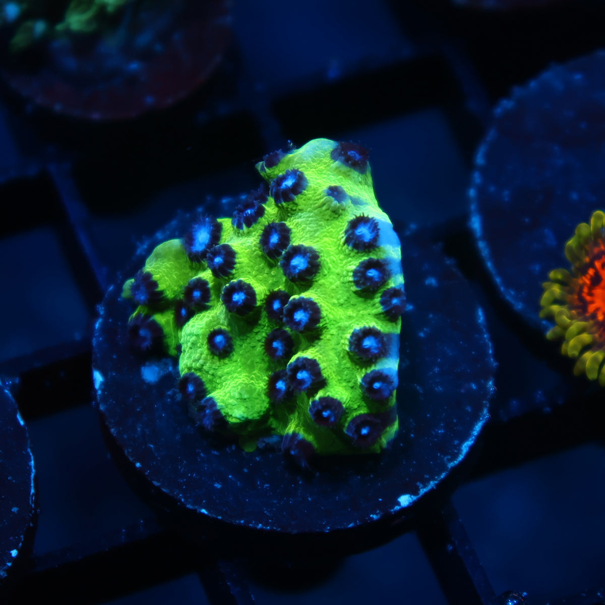 JF PPE Cyphastrea