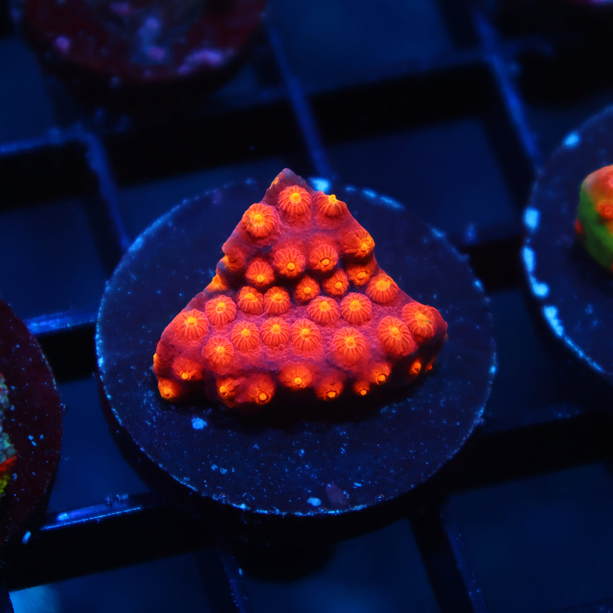 TCK Rainbow Abstract Cyphastrea