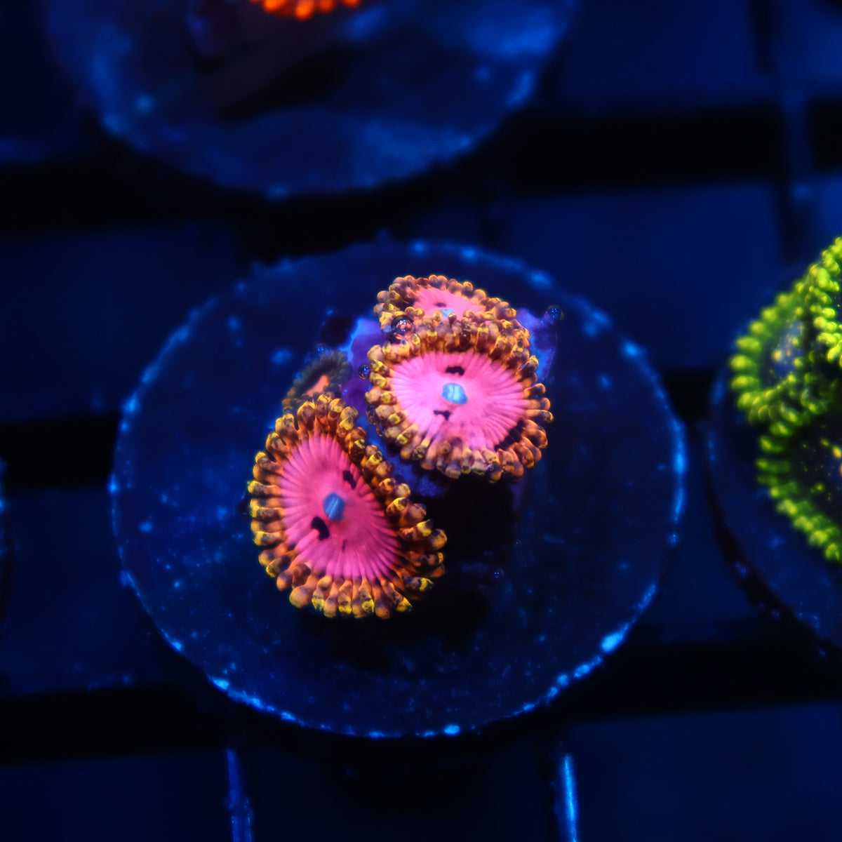 RR Pink Diamonds