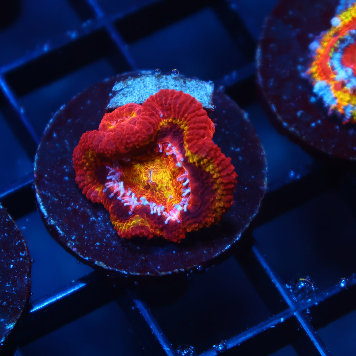TCK OG Black Hole Sun Acan Lord