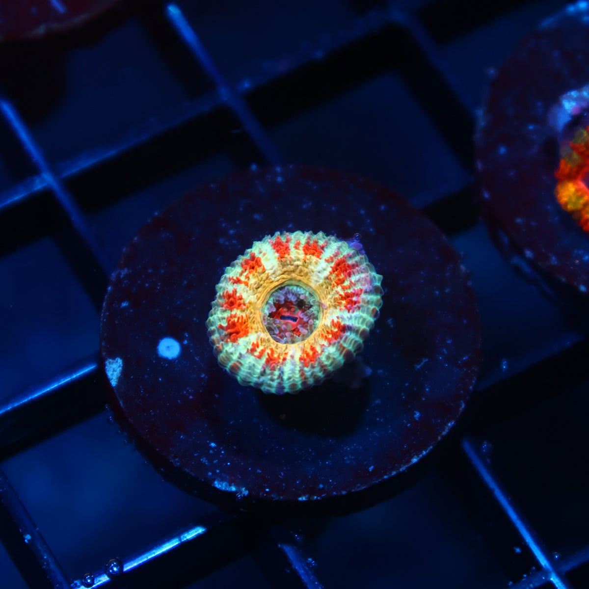 CC OG Rising Sun Acan Lord