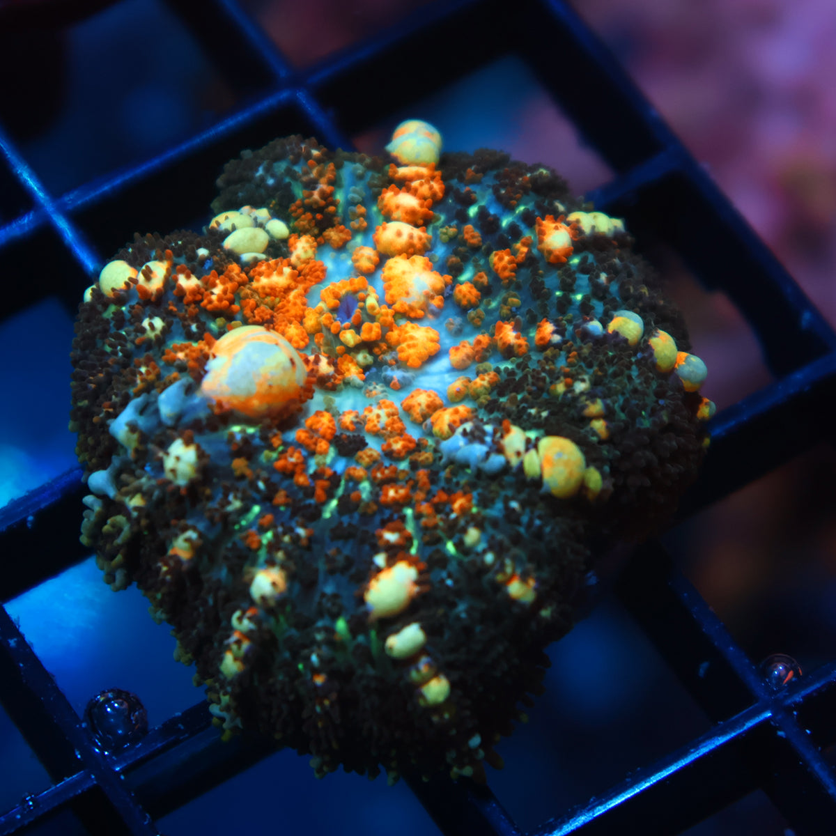 TCK Powerball Bounce Mushroom