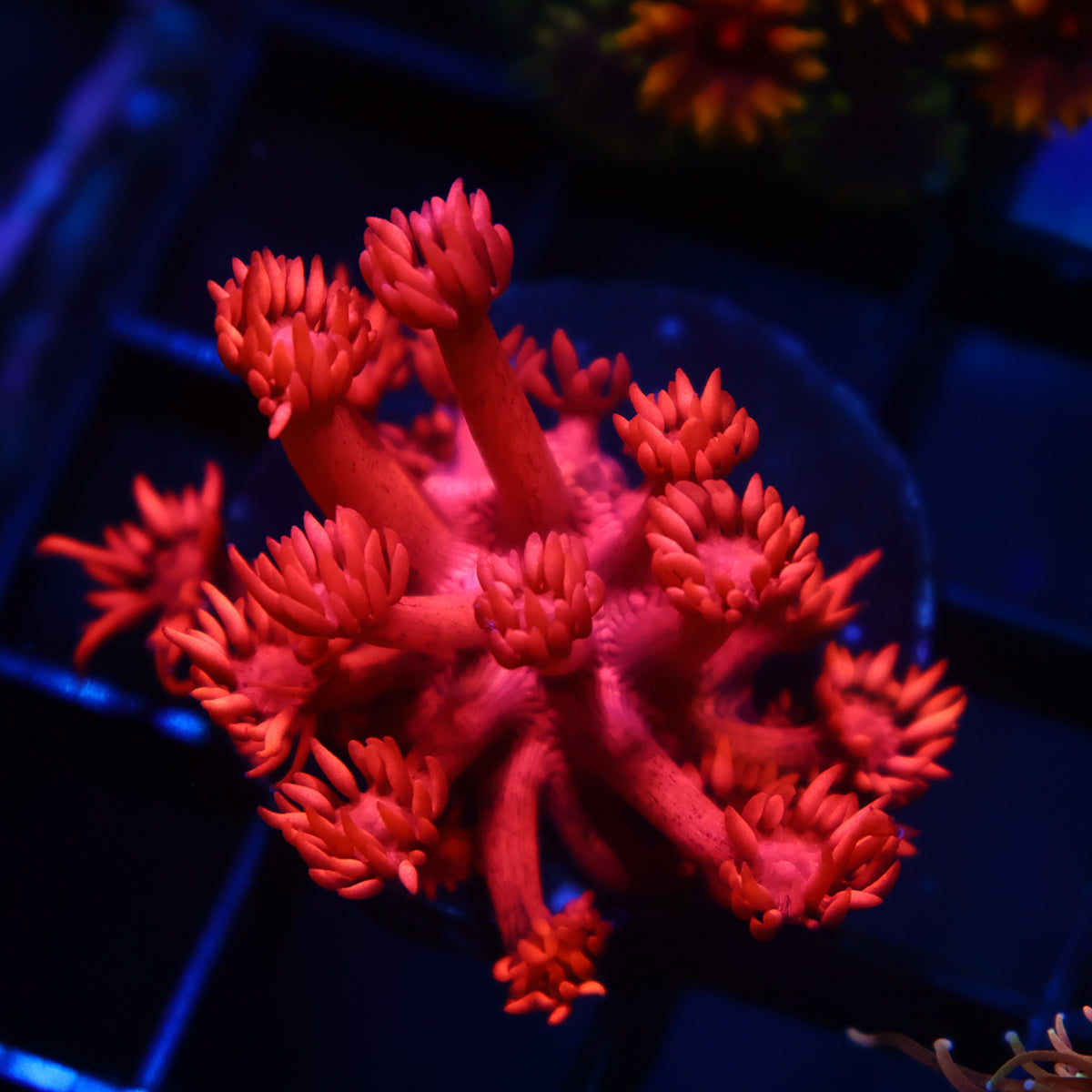 TCK Ruby Red Goni
